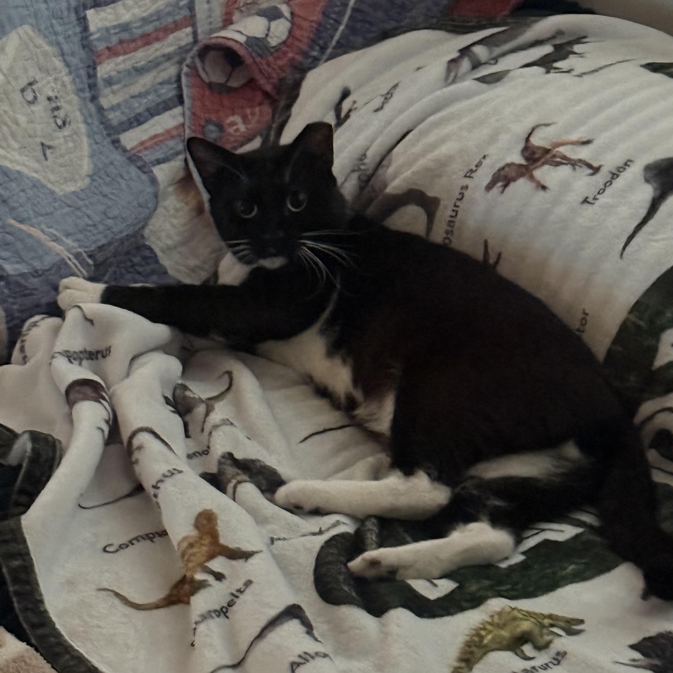 Enlarge Dorian, a Adoptable Domestic Short Hair in Tampa, FL image 3/4