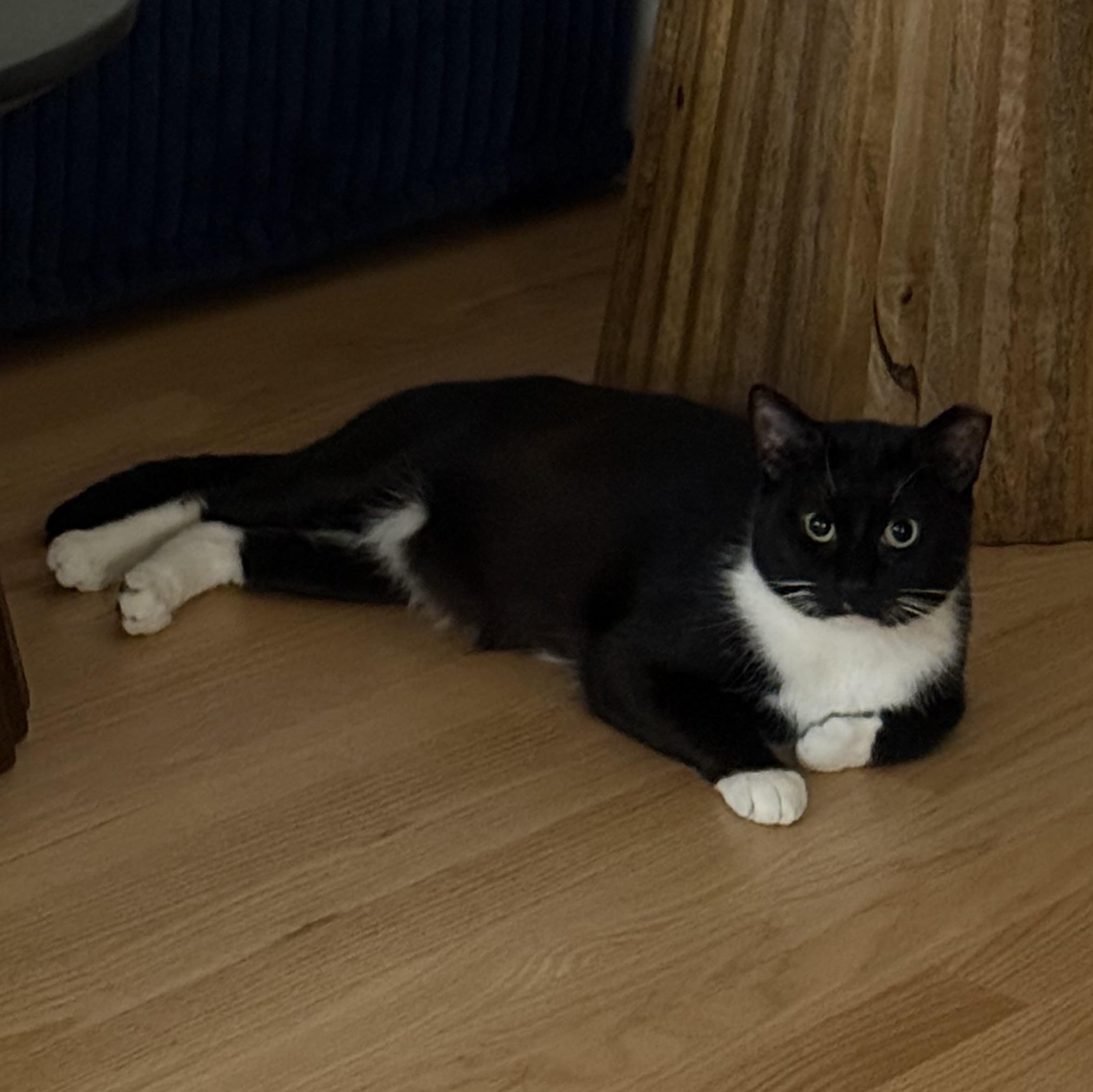 Dorian, Adoptable, Young Male Domestic Short Hair.
