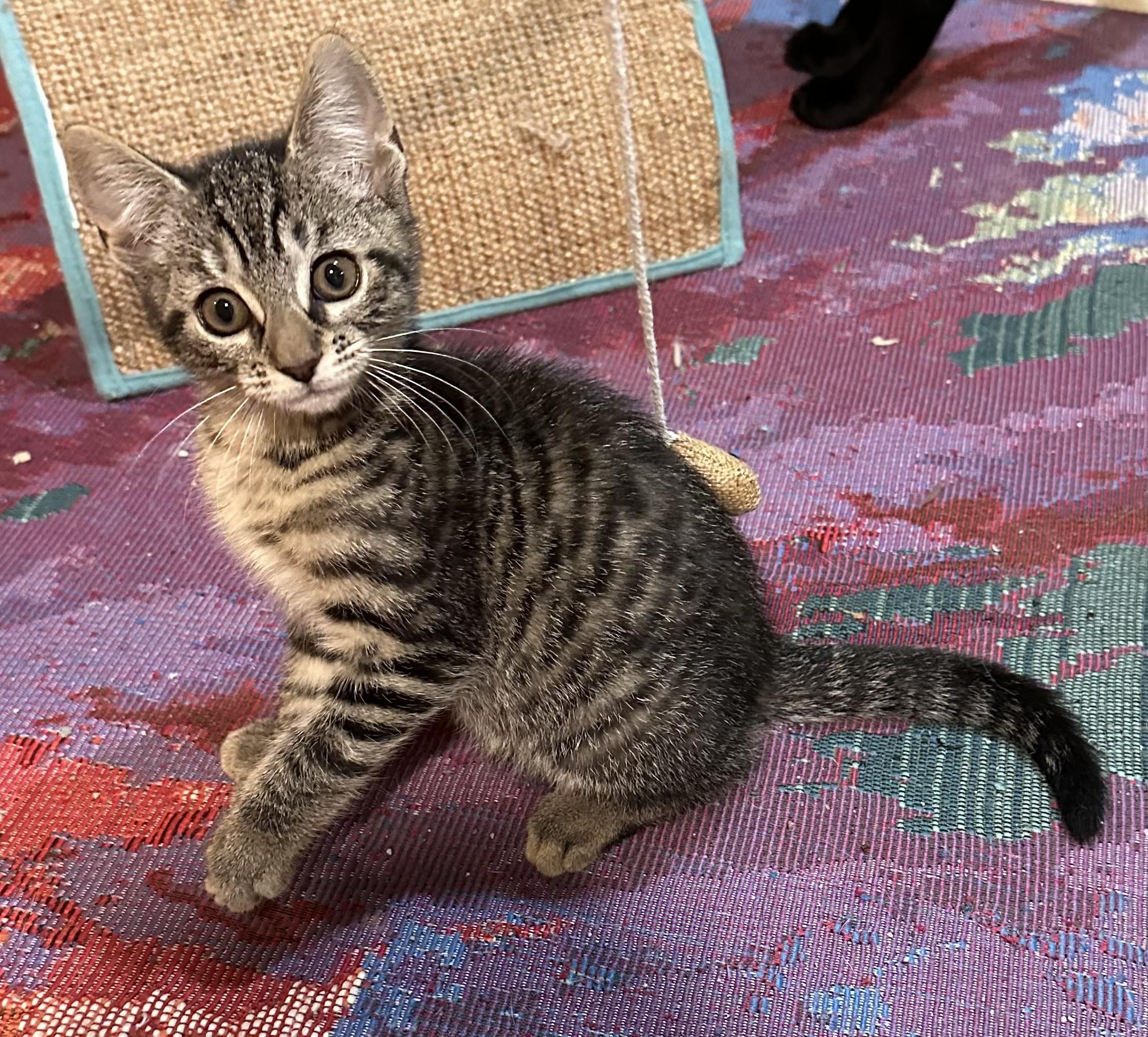 Pepper, Adopted, Kitten Female Domestic Short Hair.