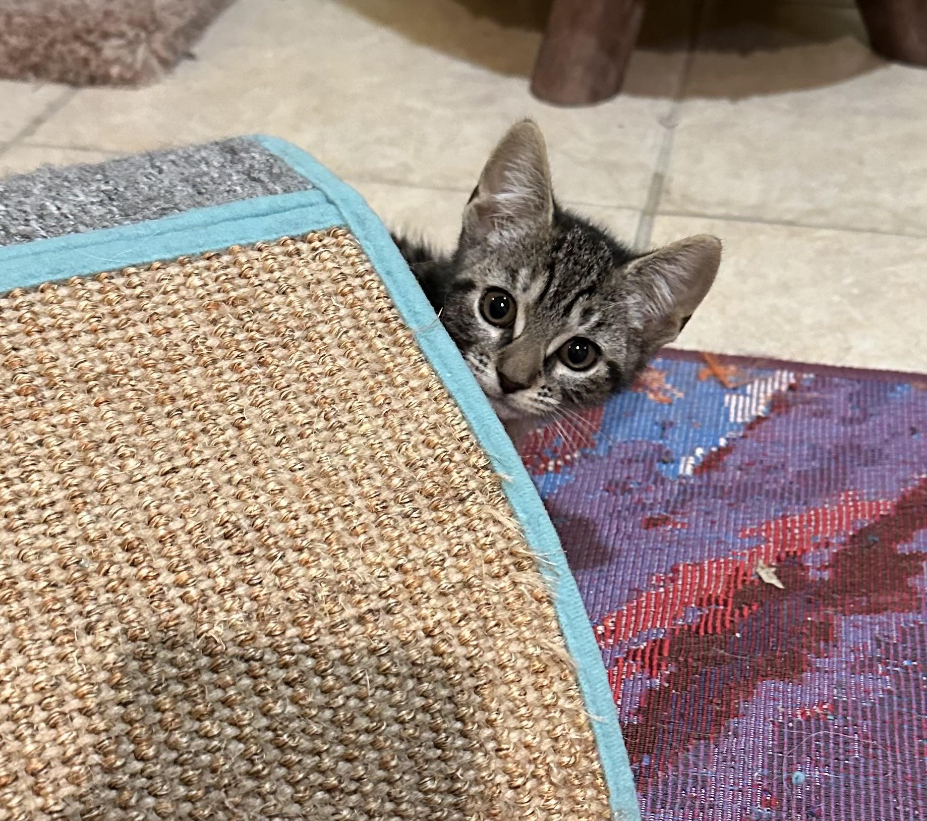 Pepper, a Adopted Domestic Short Hair in Westfield, NJ image 2/5