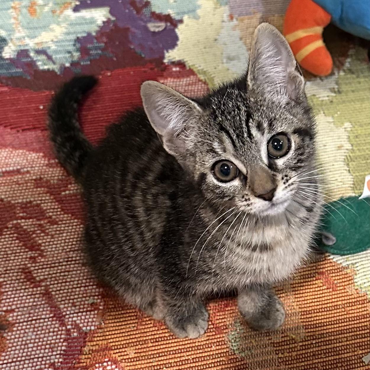 Pepper, a Adopted Domestic Short Hair in Westfield, NJ image 4/5