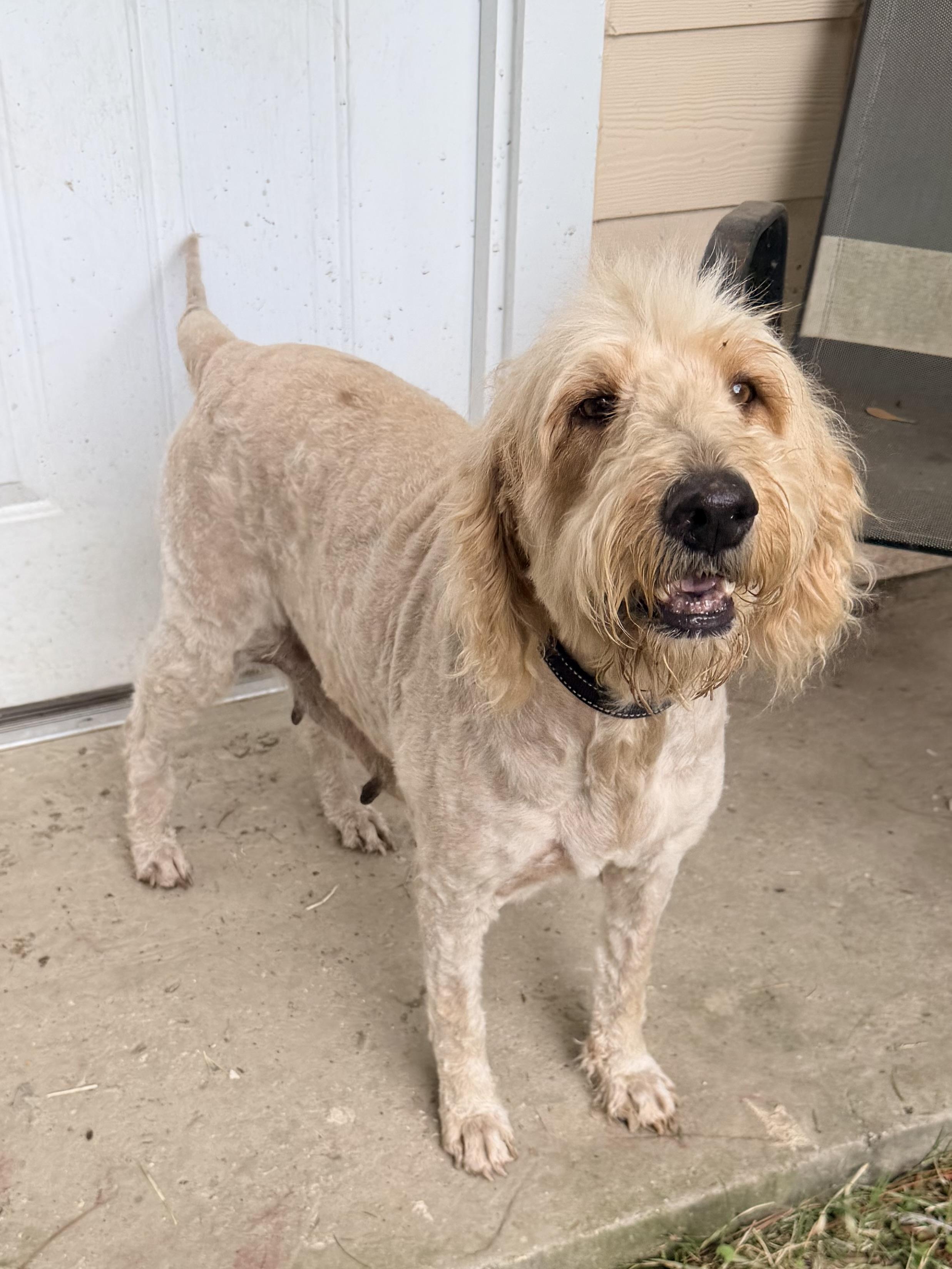 BeBe, an adoptable Goldendoodle in Baker, LA image 3/6