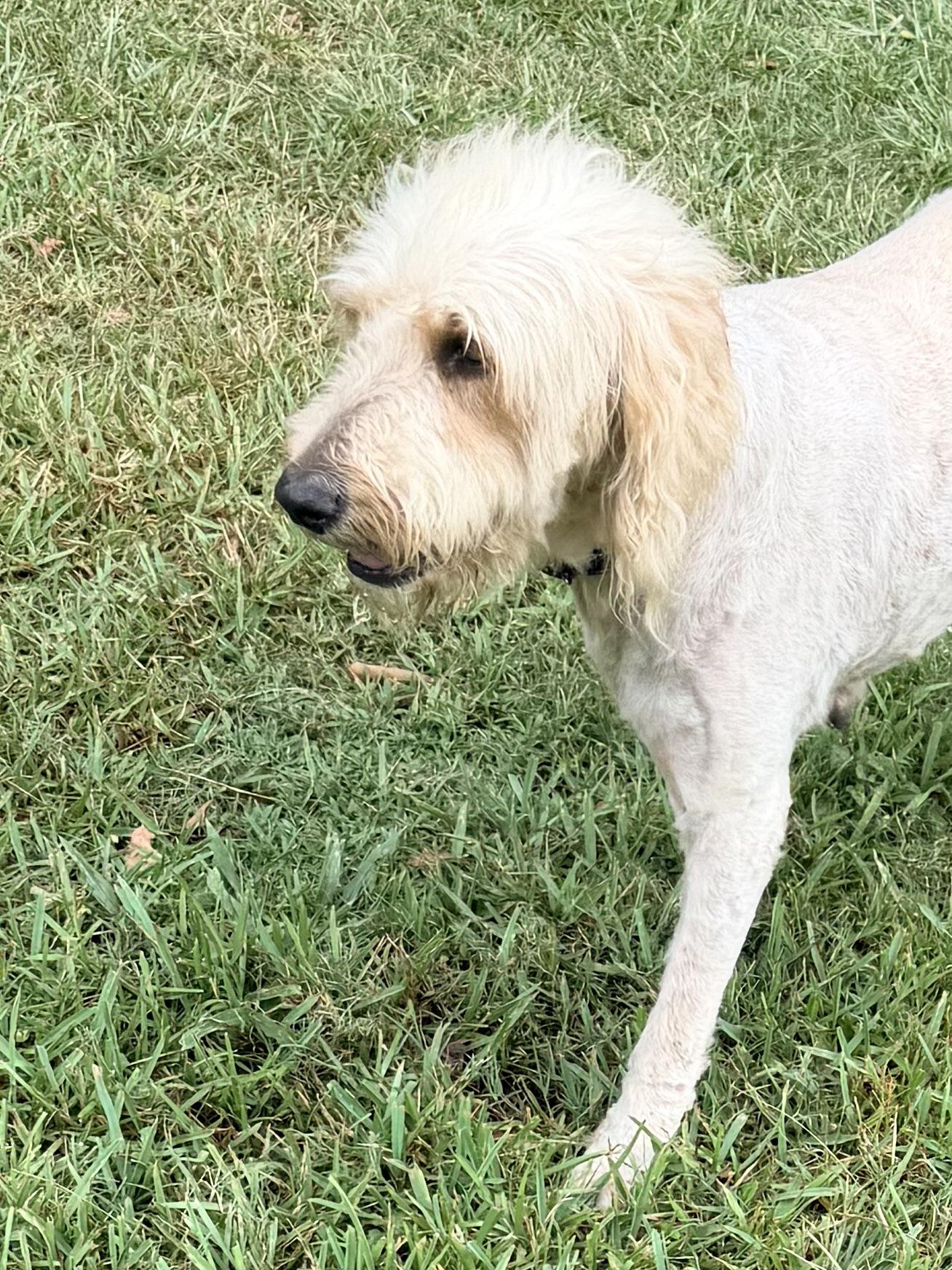BeBe, an adoptable Goldendoodle in Baker, LA image 4/6