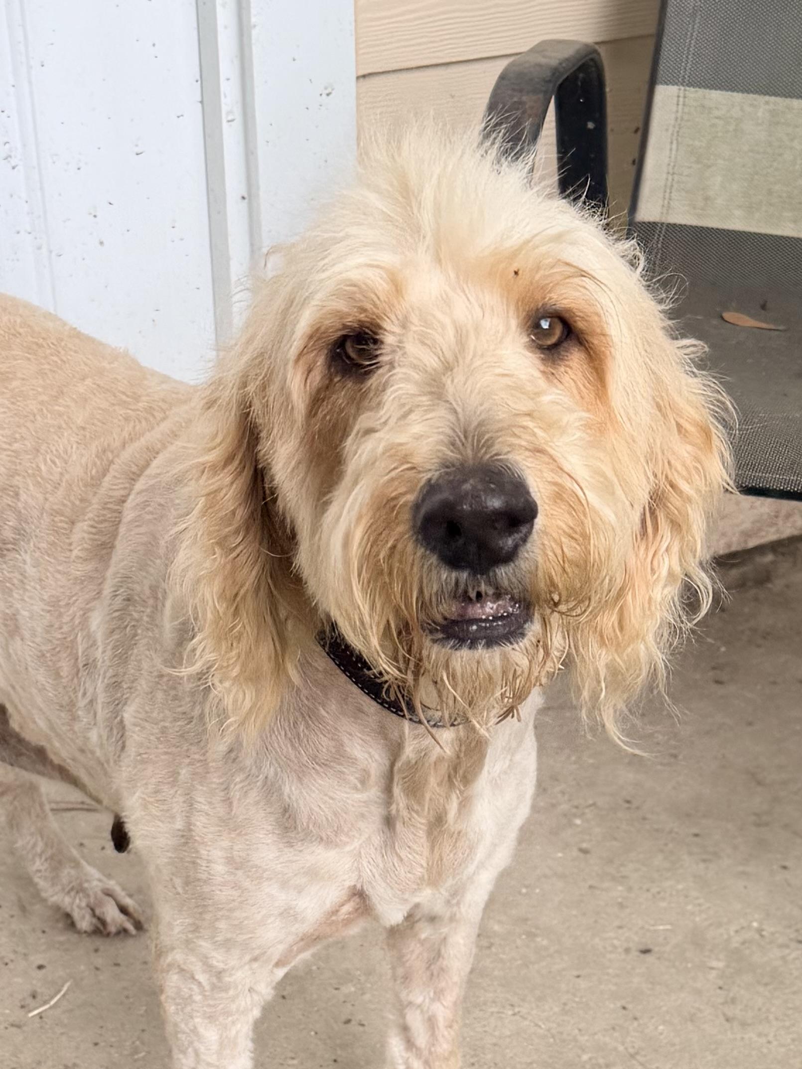 BeBe, an adoptable Goldendoodle in Baker, LA image 2/6