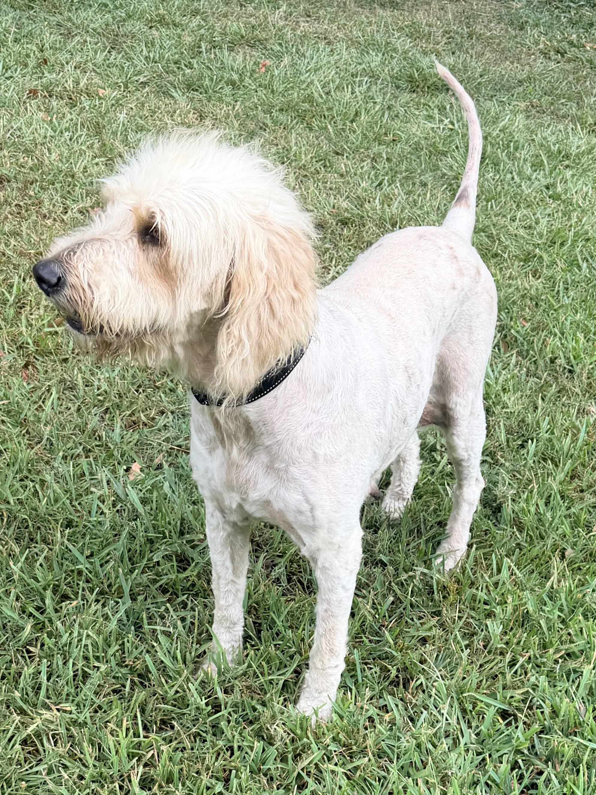 BeBe, an adoptable Goldendoodle in Baker, LA image 6/6