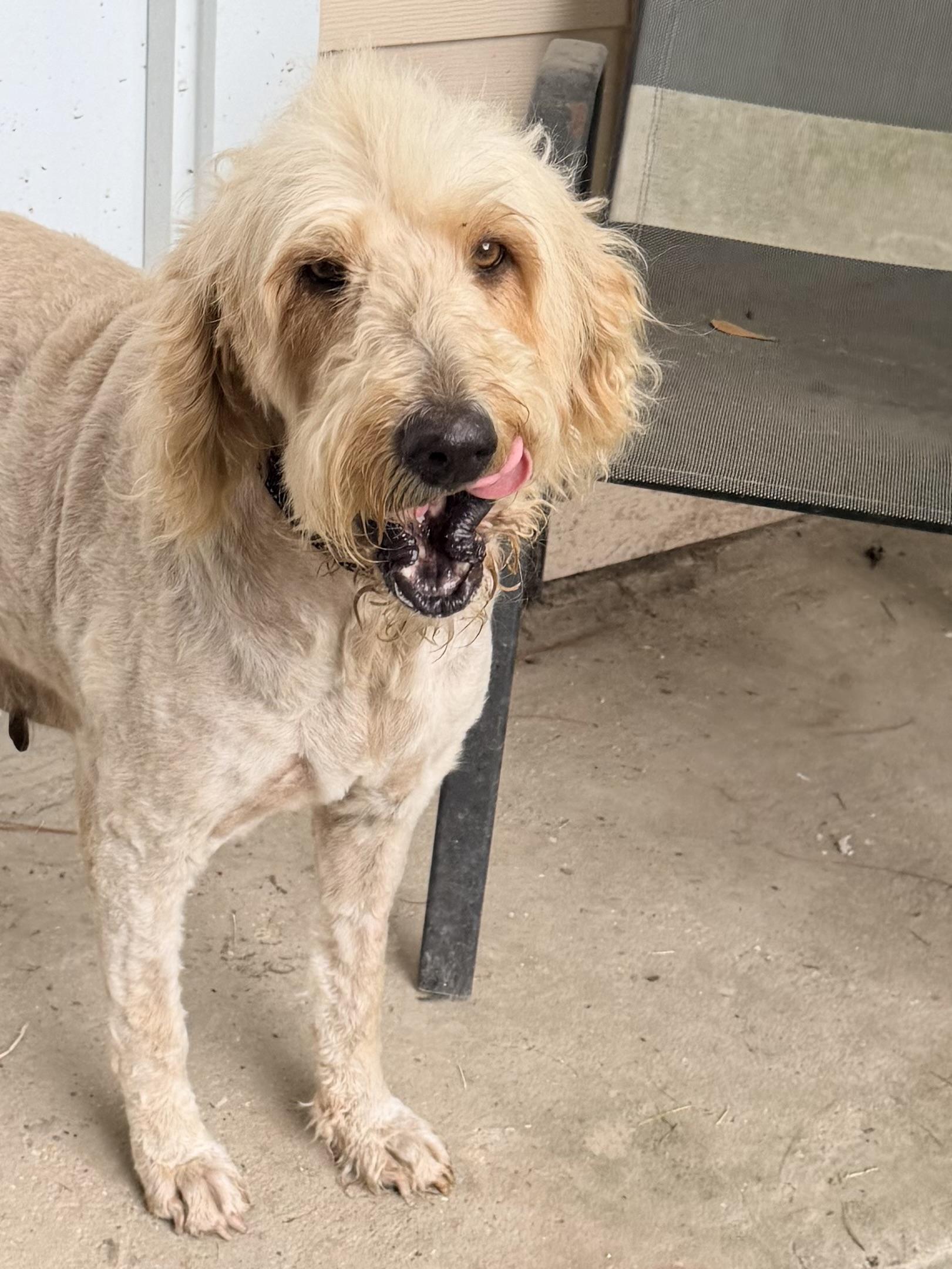BeBe, an adoptable Goldendoodle in Baker, LA image 1/6