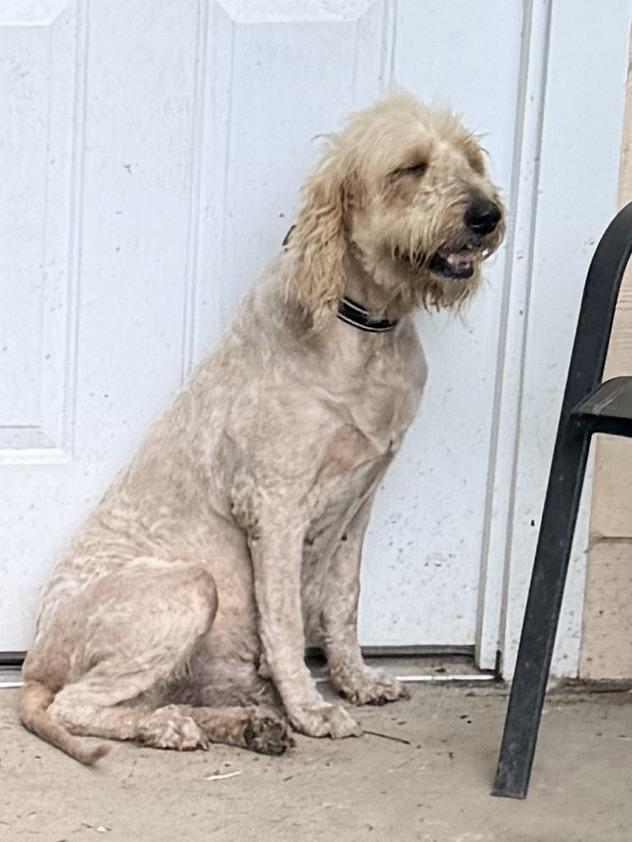 BeBe, an adoptable Goldendoodle in Baker, LA image 5/6