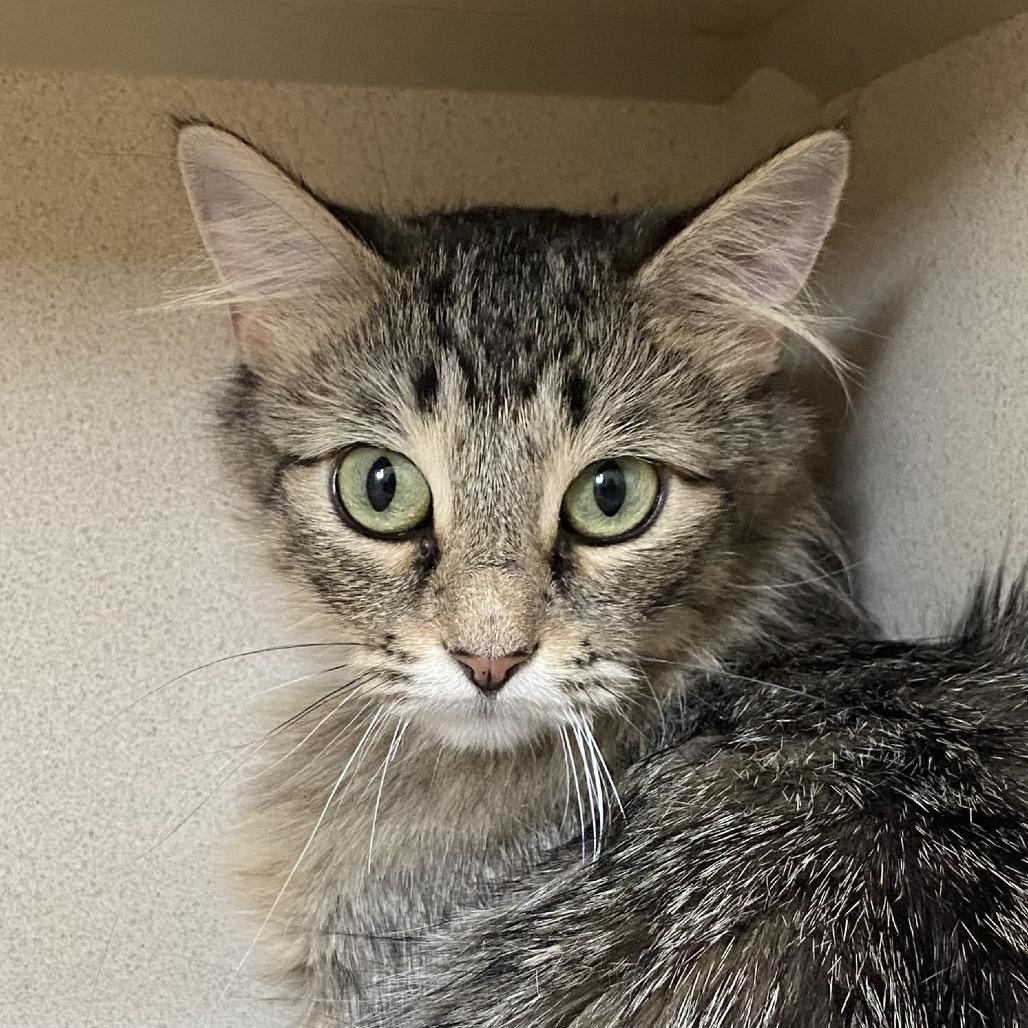 Paloma, Adoptable, Young Female Domestic Medium Hair.