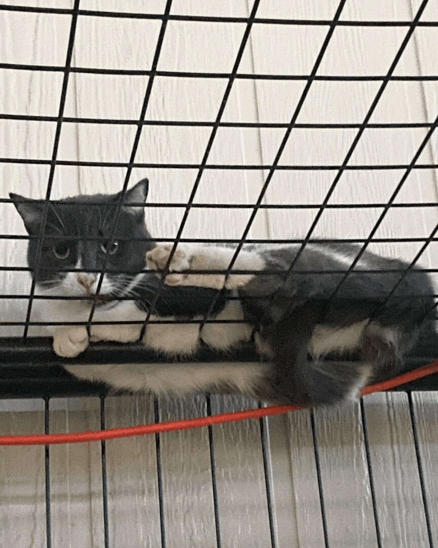 Clover, Adoptable, Adult Female Domestic Short Hair.