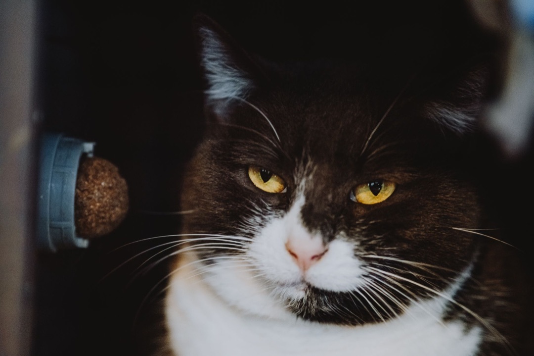 Clover, a Adoptable Domestic Short Hair in Marana, AZ image 2/6