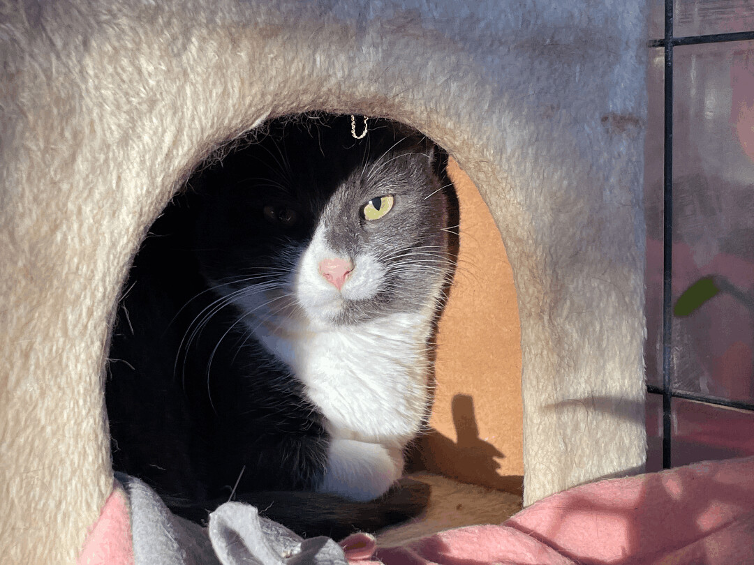 Clover, a Adoptable Domestic Short Hair in Marana, AZ image 3/6