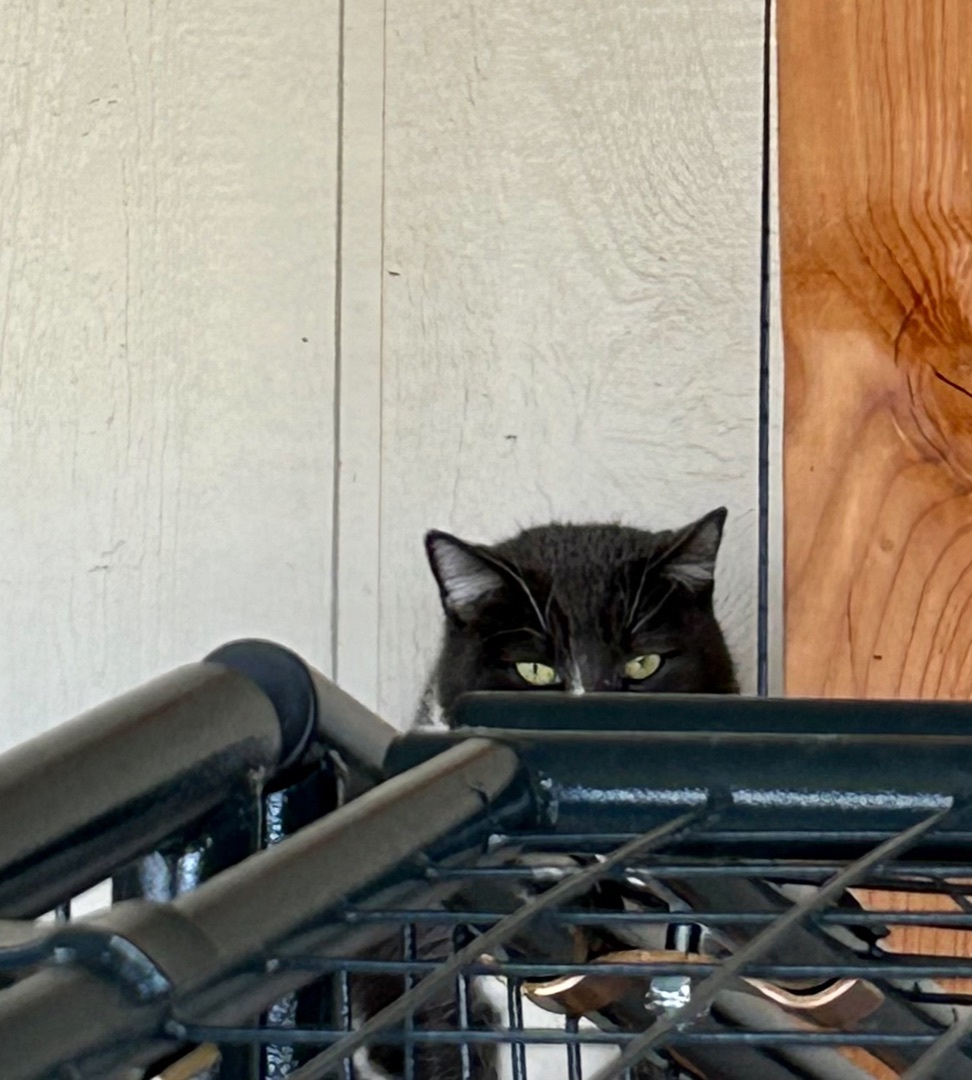 Clover, a Adoptable Domestic Short Hair in Marana, AZ image 4/6