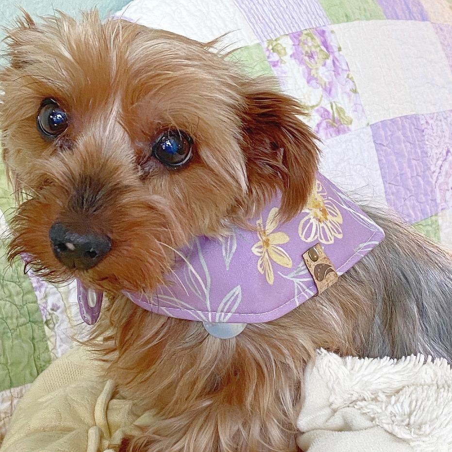 Enlarge LouLou, a Adoptable Yorkshire Terrier in Flower Mound, TX image 1/5