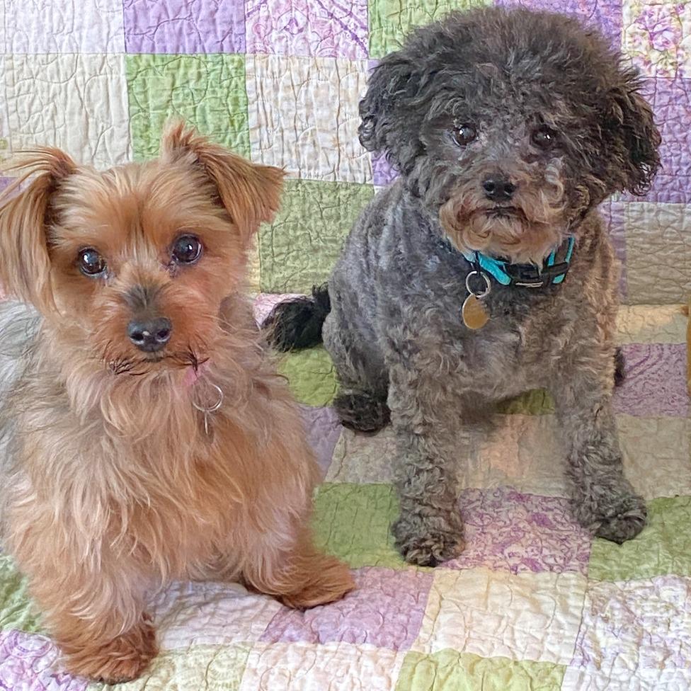 Enlarge LouLou, a Adoptable Yorkshire Terrier in Flower Mound, TX image 2/5