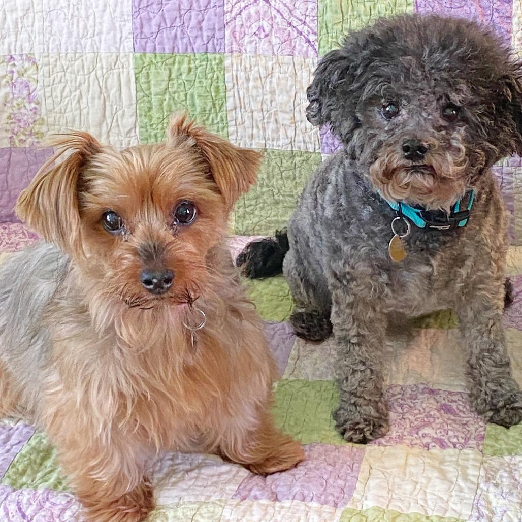Enlarge LouLou, a Adoptable Yorkshire Terrier in Flower Mound, TX image 3/5
