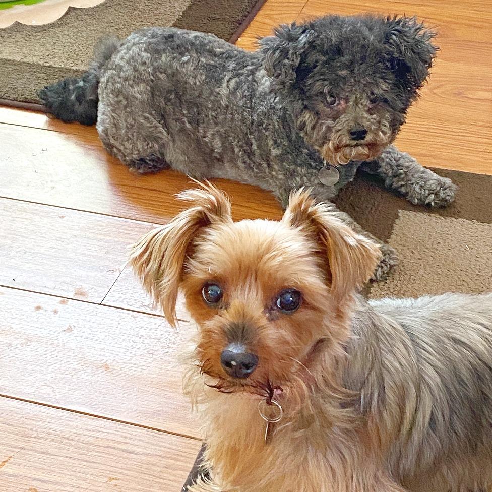 Enlarge LouLou, a Adoptable Yorkshire Terrier in Flower Mound, TX image 4/5