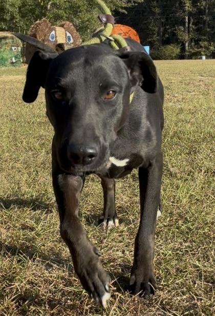 25-146 Betty, a Adoptable Mixed Breed in Barnesville, GA image 1/2
