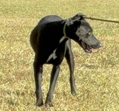 25-146 Betty, a Adoptable Mixed Breed in Barnesville, GA image 2/2