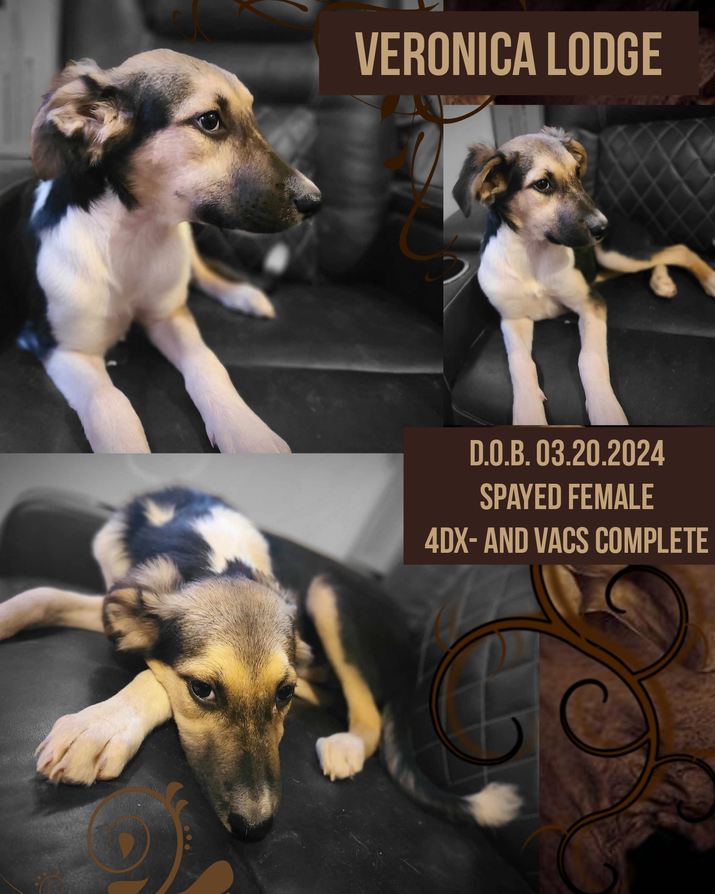 Enlarge Veronica, a Adopted mixed breed in Kermit, TX image 1/1