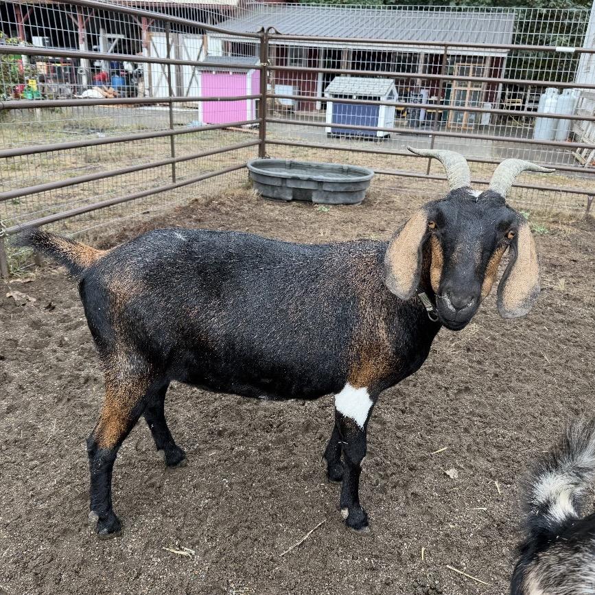 Edna, Adoptable, Adult Female Nubian.