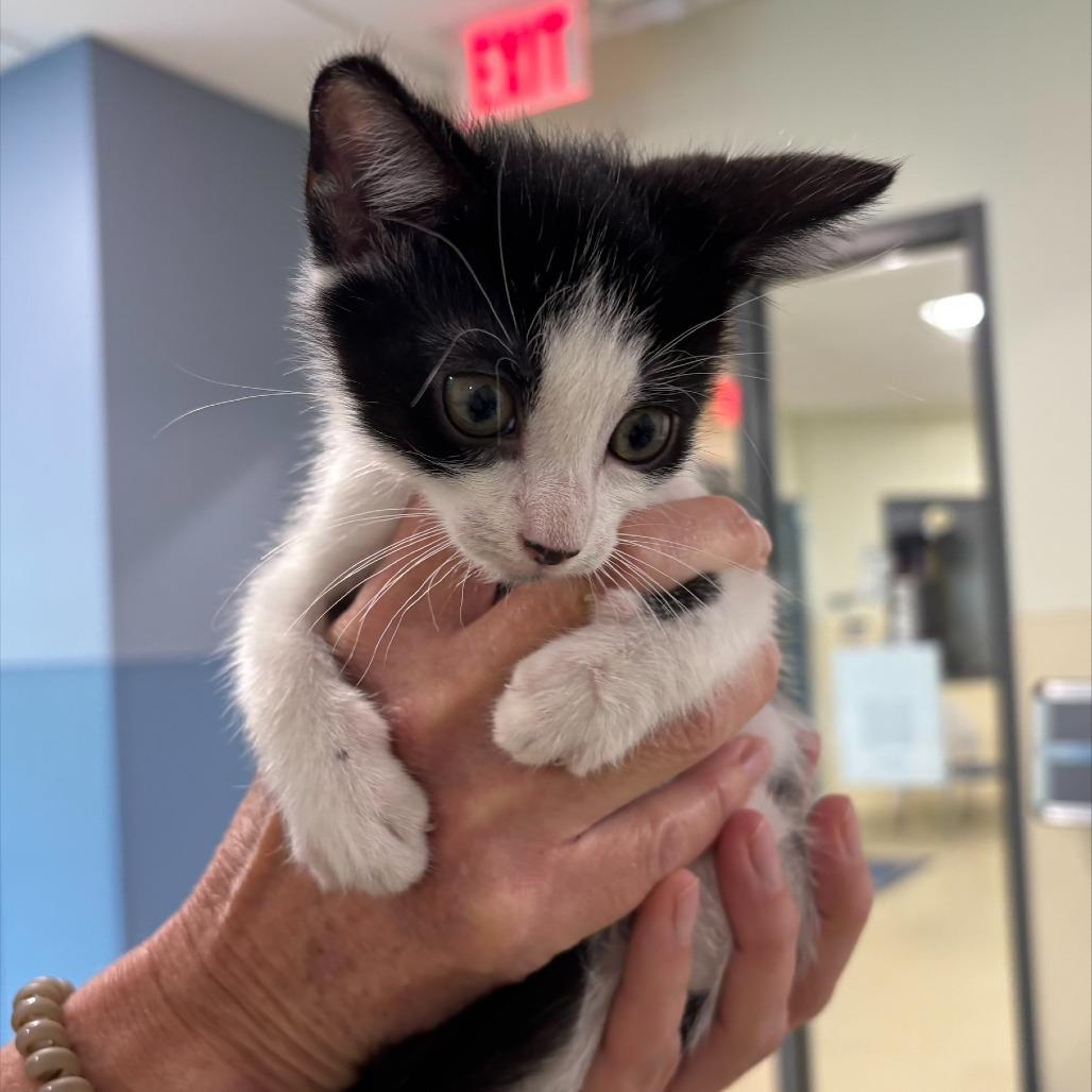 Apollo, Adoptable, Kitten Male Domestic Short Hair.