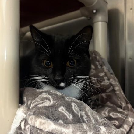 Enlarge Chai and Chamomile , a Adoptable Domestic Short Hair in Honesdale, PA image 5/5