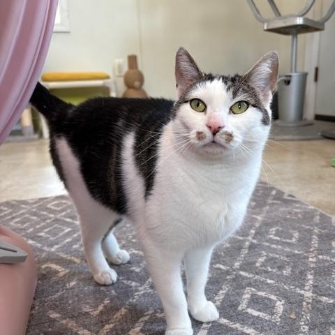 Enlarge Chai and Chamomile , a Adoptable Domestic Short Hair in Honesdale, PA image 4/5