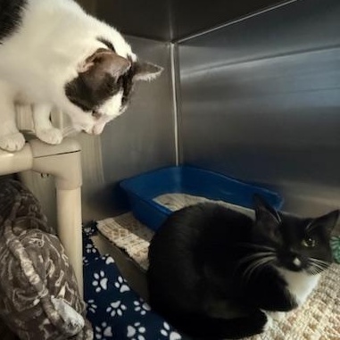 Chai and Chamomile , Adoptable, Adult Female Domestic Short Hair.