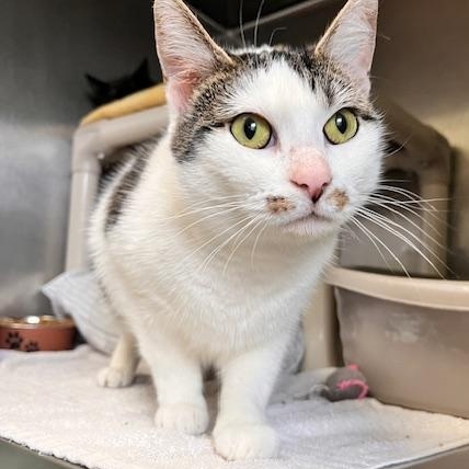 Chai and Chamomile , Adoptable, Adult Female Domestic Short Hair.