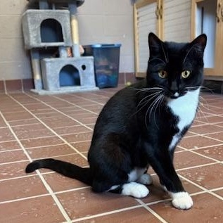 Enlarge Chai and Chamomile , a Adoptable Domestic Short Hair in Honesdale, PA image 5/5