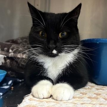 Enlarge Chai and Chamomile , a Adoptable Domestic Short Hair in Honesdale, PA image 2/5