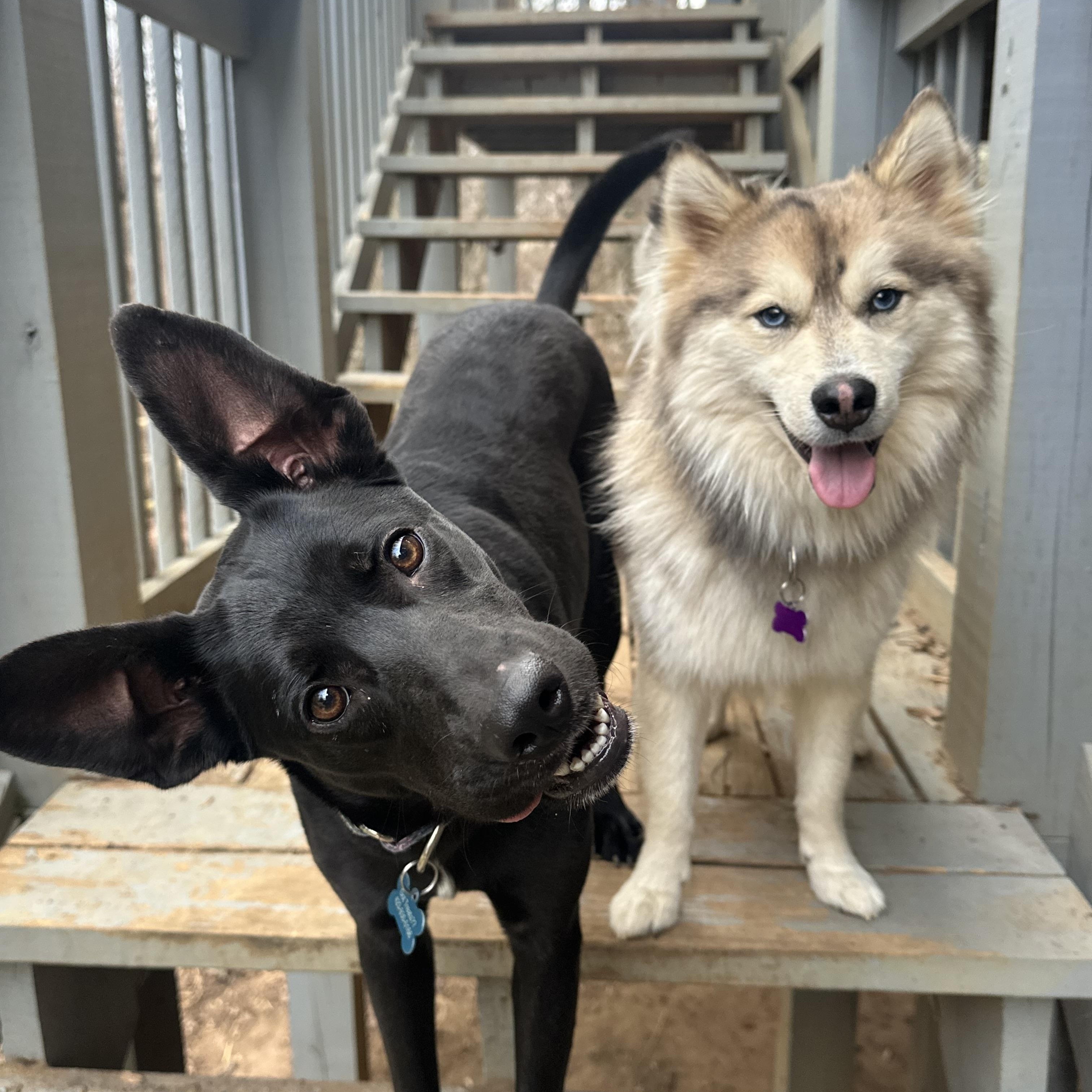 Blitz, a ADOPTABLE mixed breed in Sherman, CT image 2/6