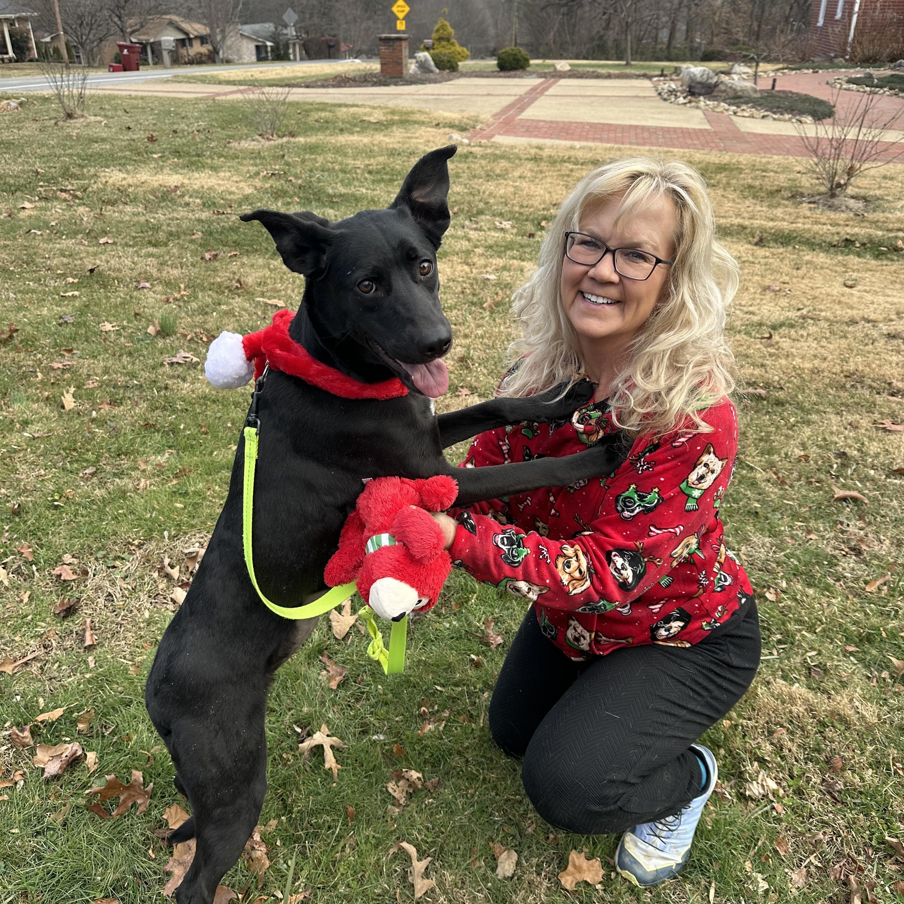 Blitz, a ADOPTABLE mixed breed in Sherman, CT image 3/6