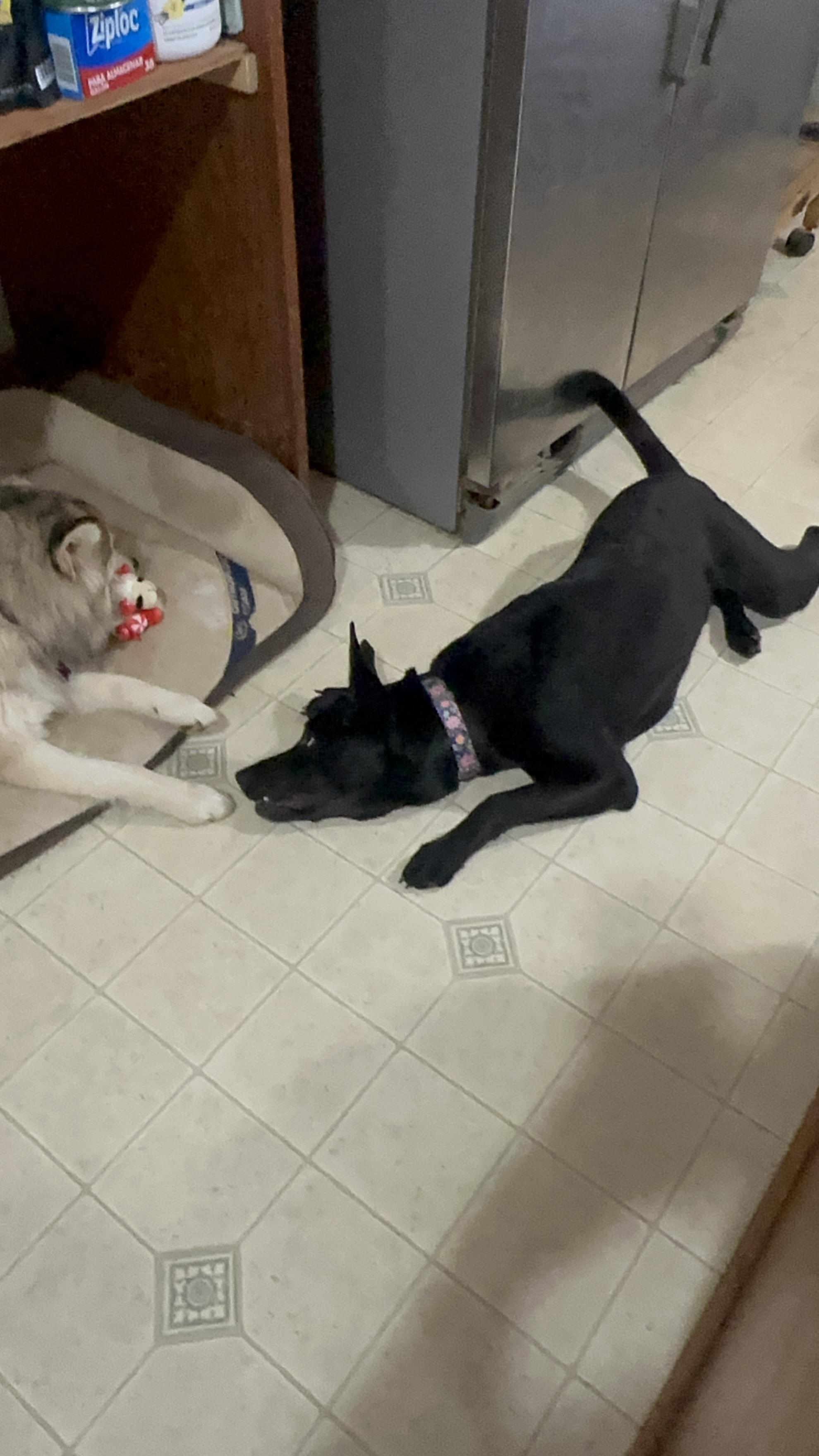 Blitz, a ADOPTABLE mixed breed in Sherman, CT image 6/6