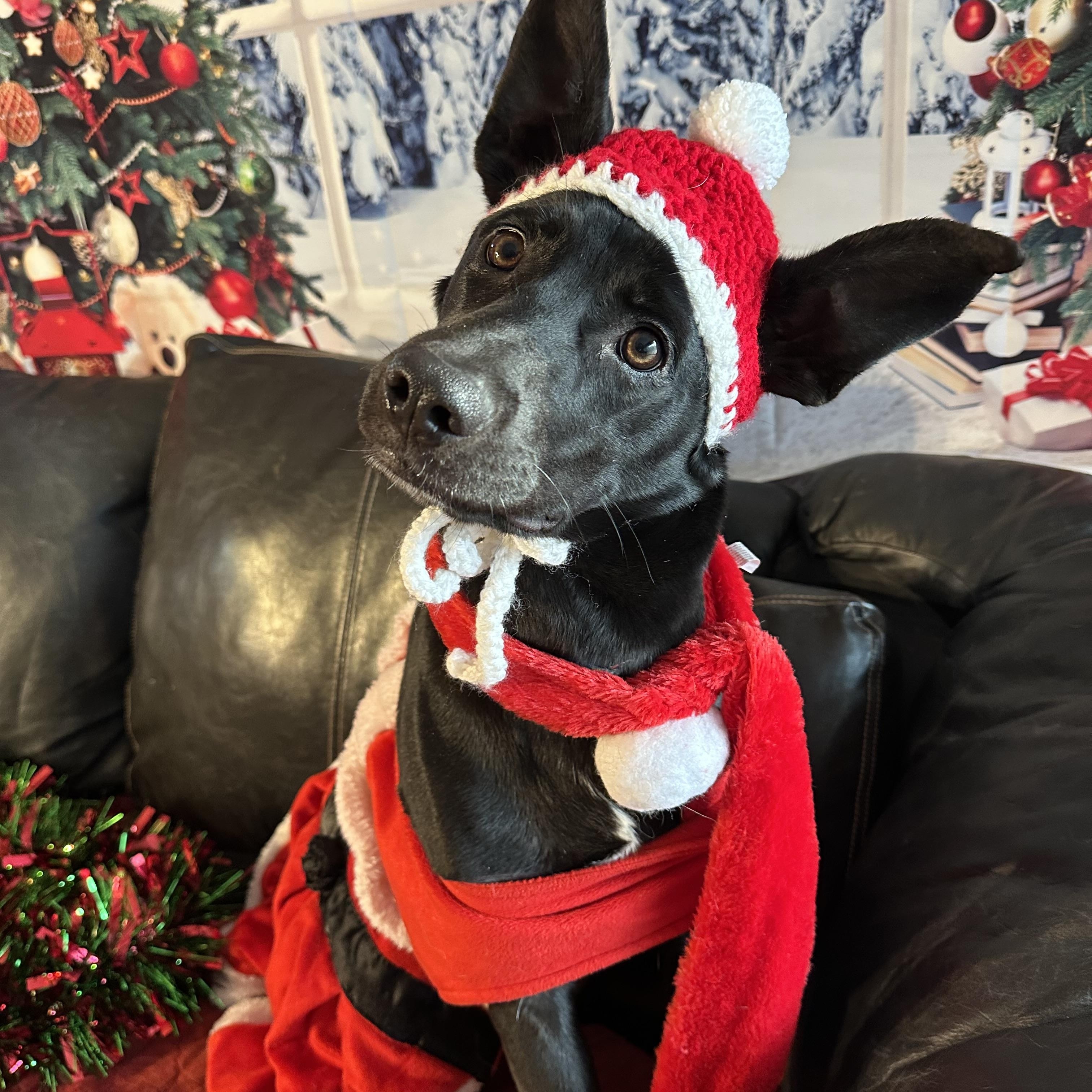 Blitz, a ADOPTABLE mixed breed in Sherman, CT image 4/6