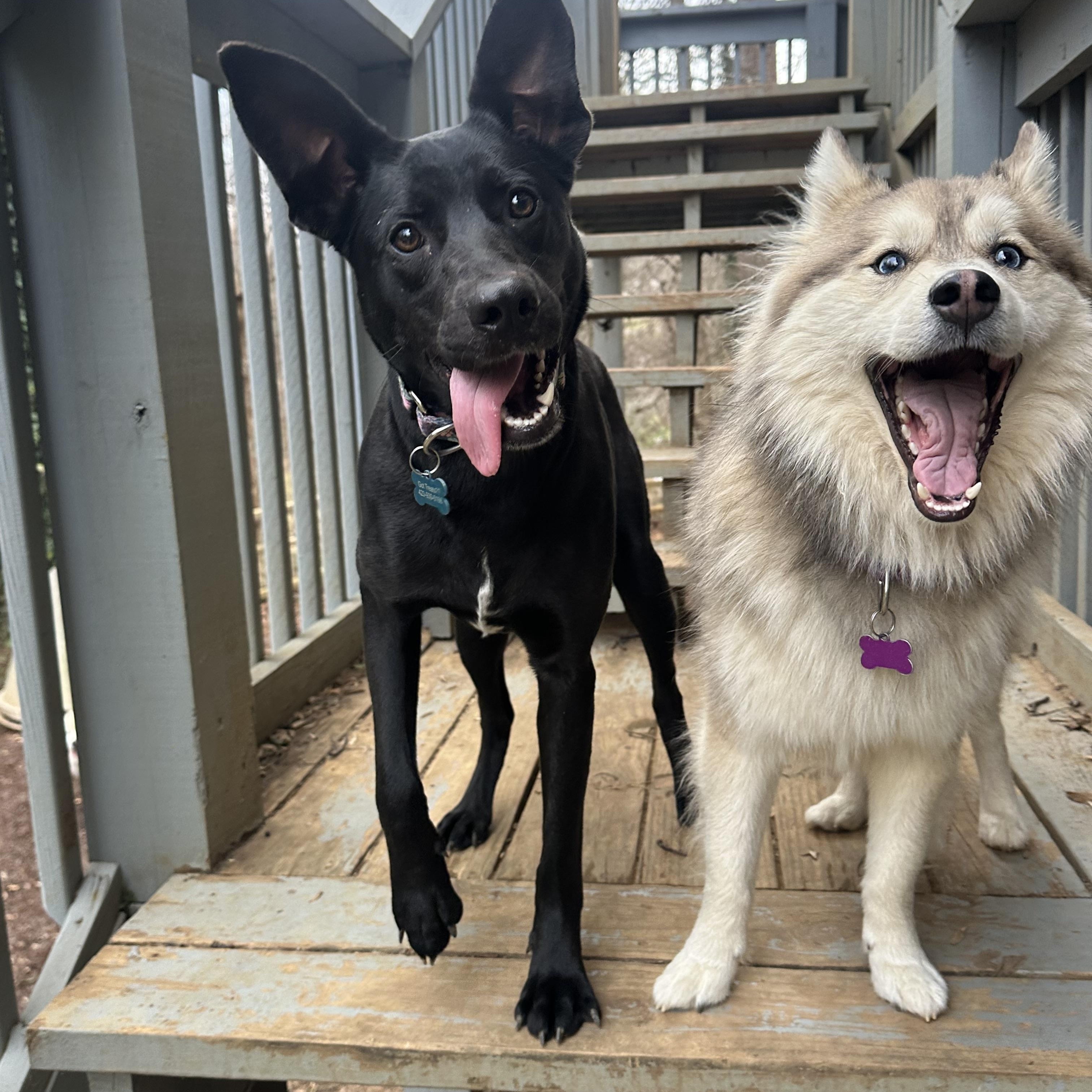 Blitz, ADOPTABLE, Young Female Dutch Shepherd & Belgian Shepherd / Malinois.