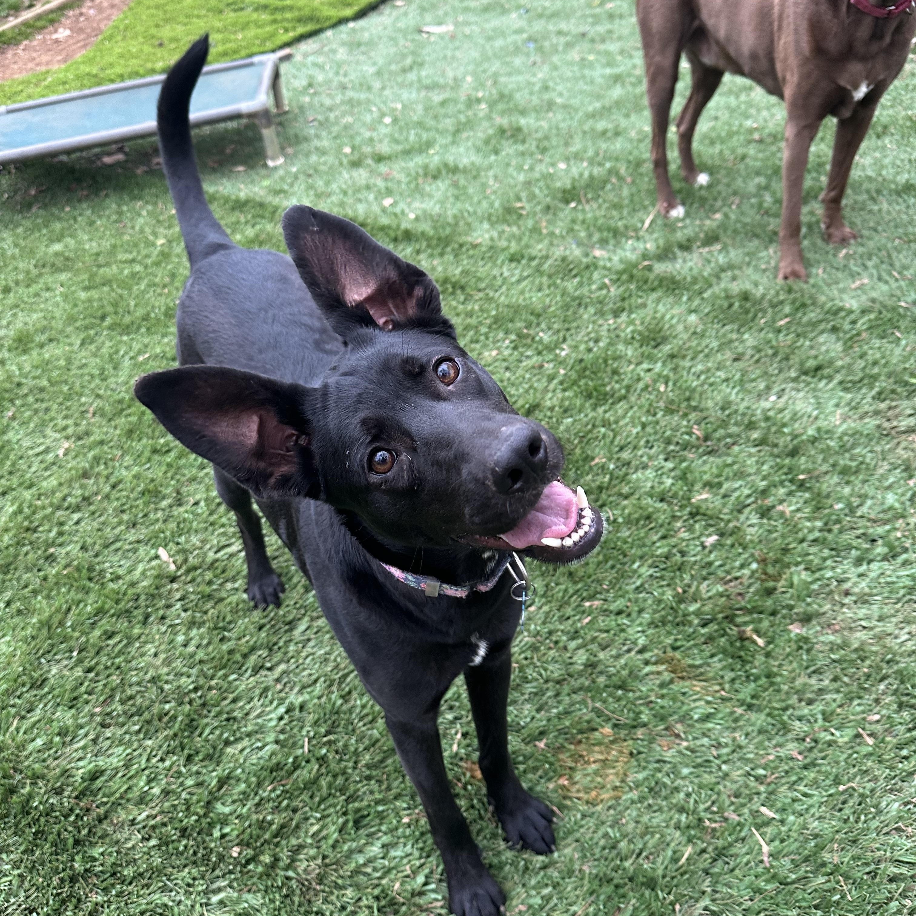 Blitz, ADOPTABLE, Young Female Dutch Shepherd & Belgian Shepherd / Malinois.
