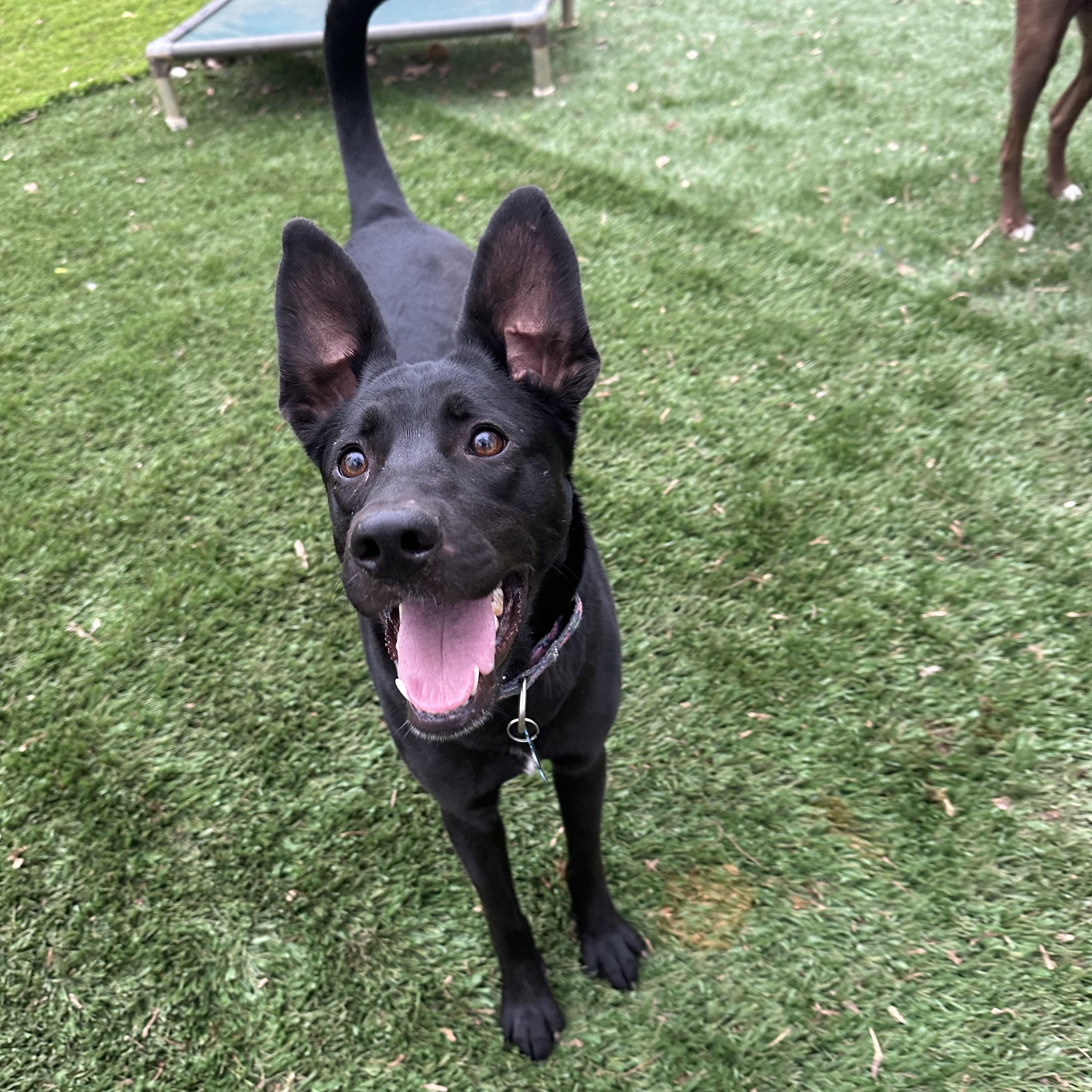 Enlarge Blitz, a ADOPTABLE mixed breed in Sherman, CT image 6/6