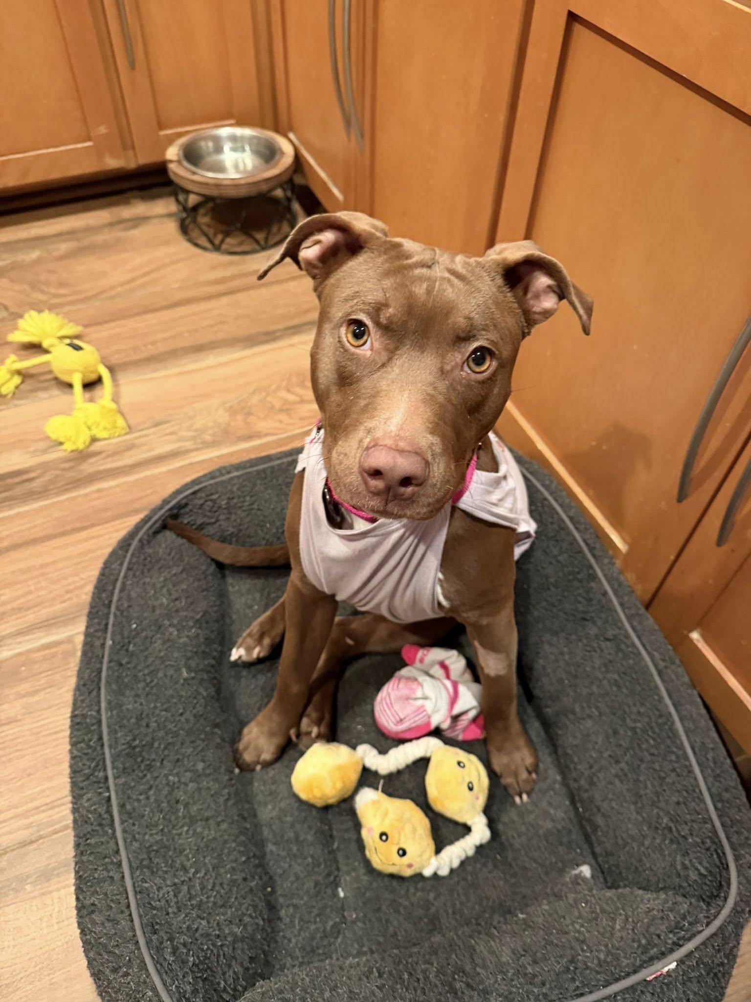 Butterfly, a Adoptable mixed breed in Phoenix, AZ image 1/3