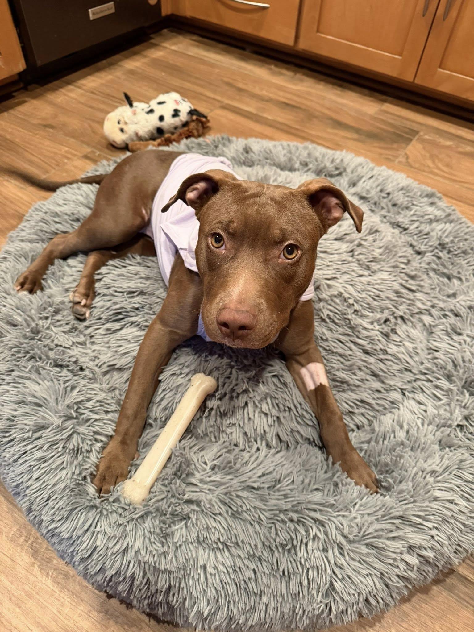 Butterfly, a Adoptable mixed breed in Phoenix, AZ image 2/3