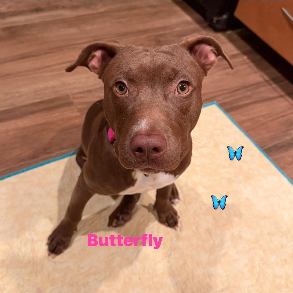 Butterfly, a Adoptable mixed breed in Phoenix, AZ image 3/3