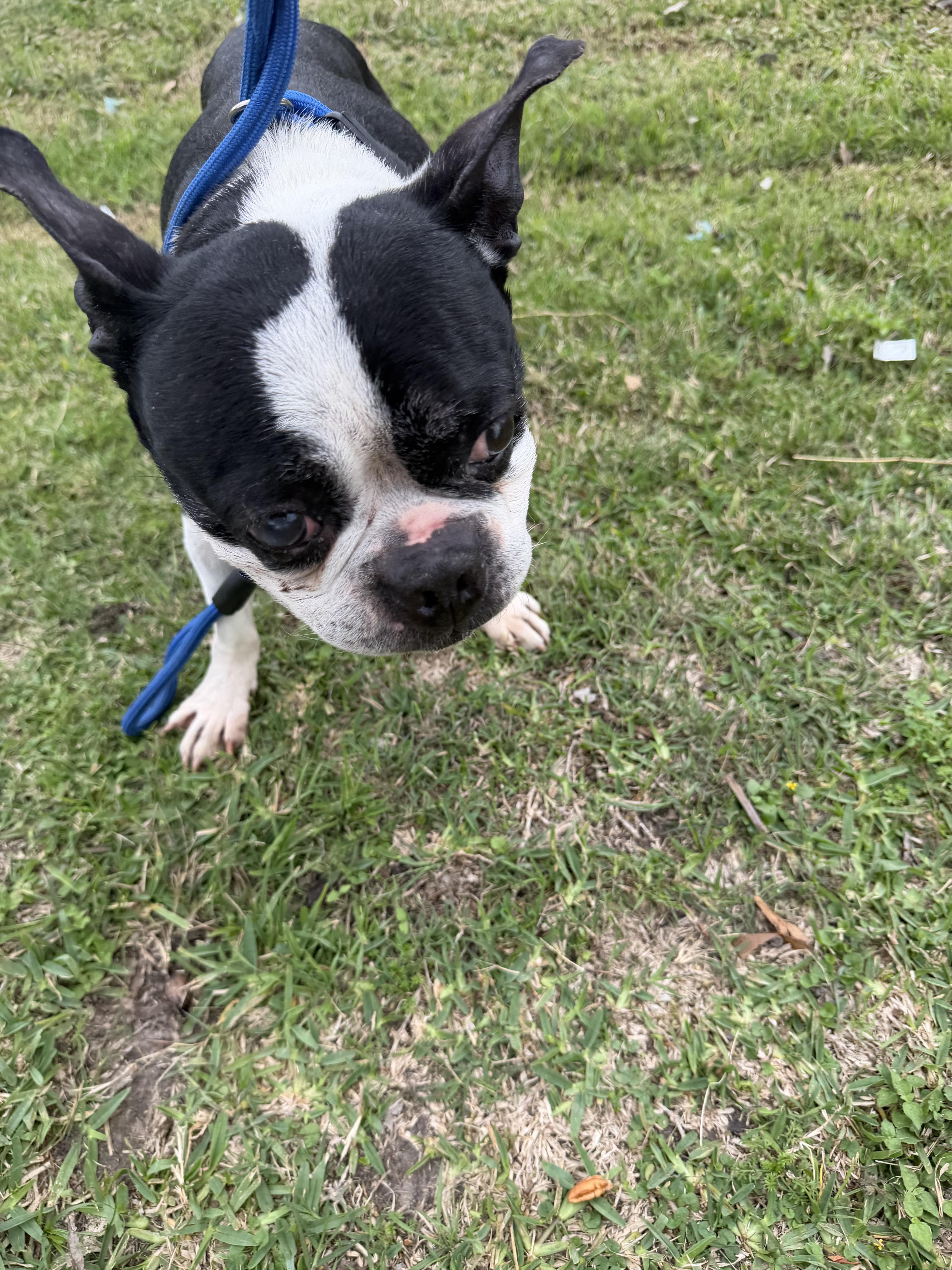 Henry, a ADOPTABLE mixed breed in Westerly, RI image 2/3
