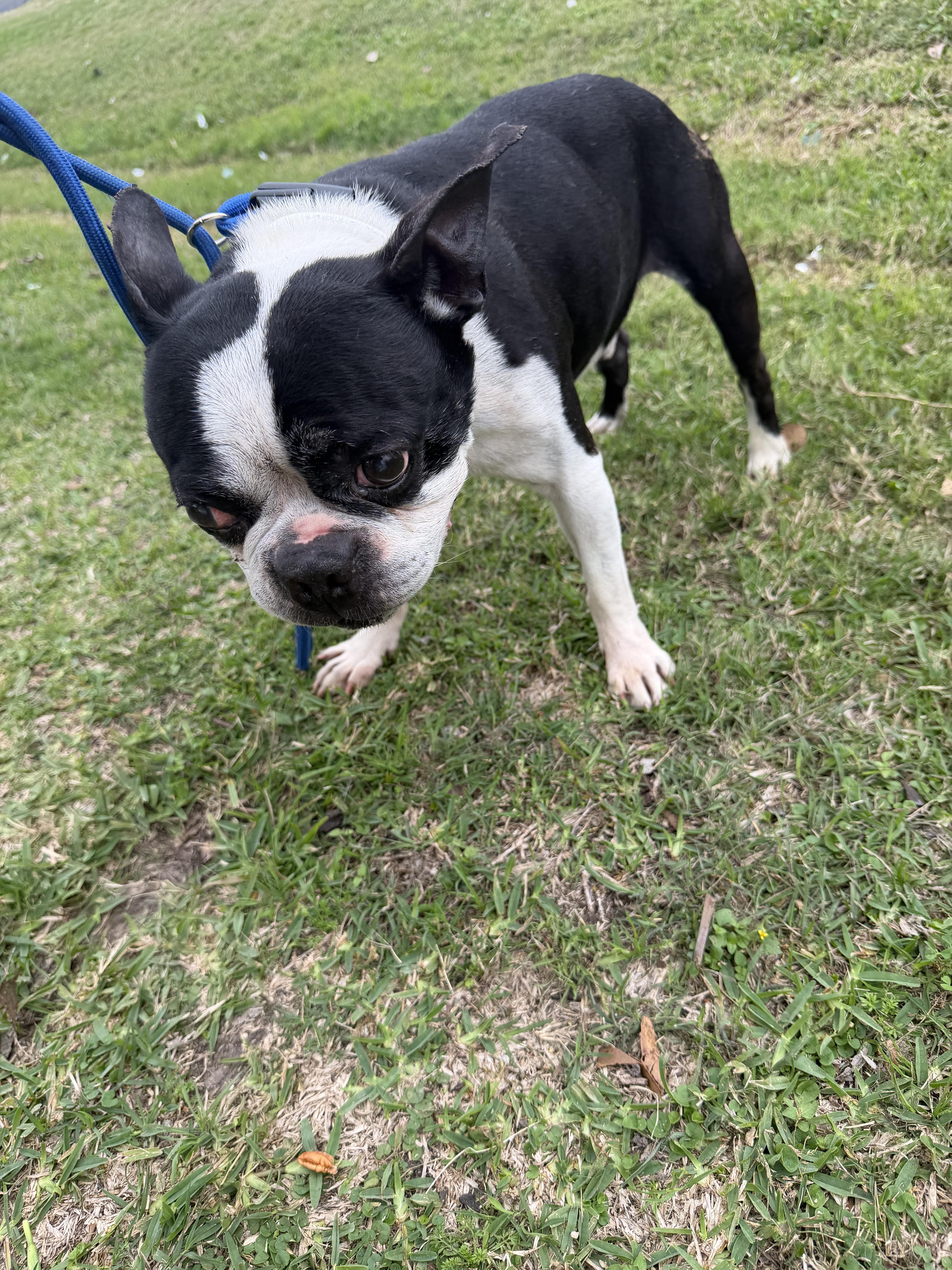 Henry, a ADOPTABLE mixed breed in Westerly, RI image 1/3