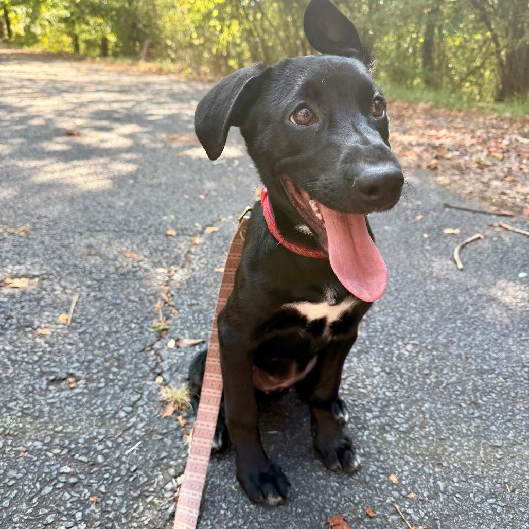 Mona Treatsa, Adoptable, Puppy Female Black Labrador Retriever & Mixed Breed.