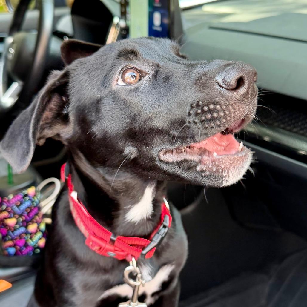 Mona Treatsa, a Adoptable mixed breed in Little Rock, AR image 2/6