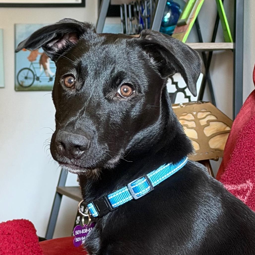 Mona Treatsa, a Adoptable mixed breed in Little Rock, AR image 4/6