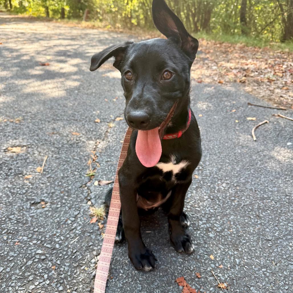 Mona Treatsa, a Adoptable mixed breed in Little Rock, AR image 5/6