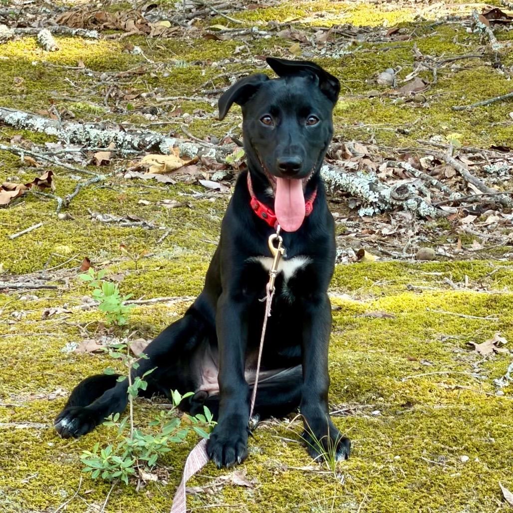 Mona Treatsa, a Adoptable mixed breed in Little Rock, AR image 6/6