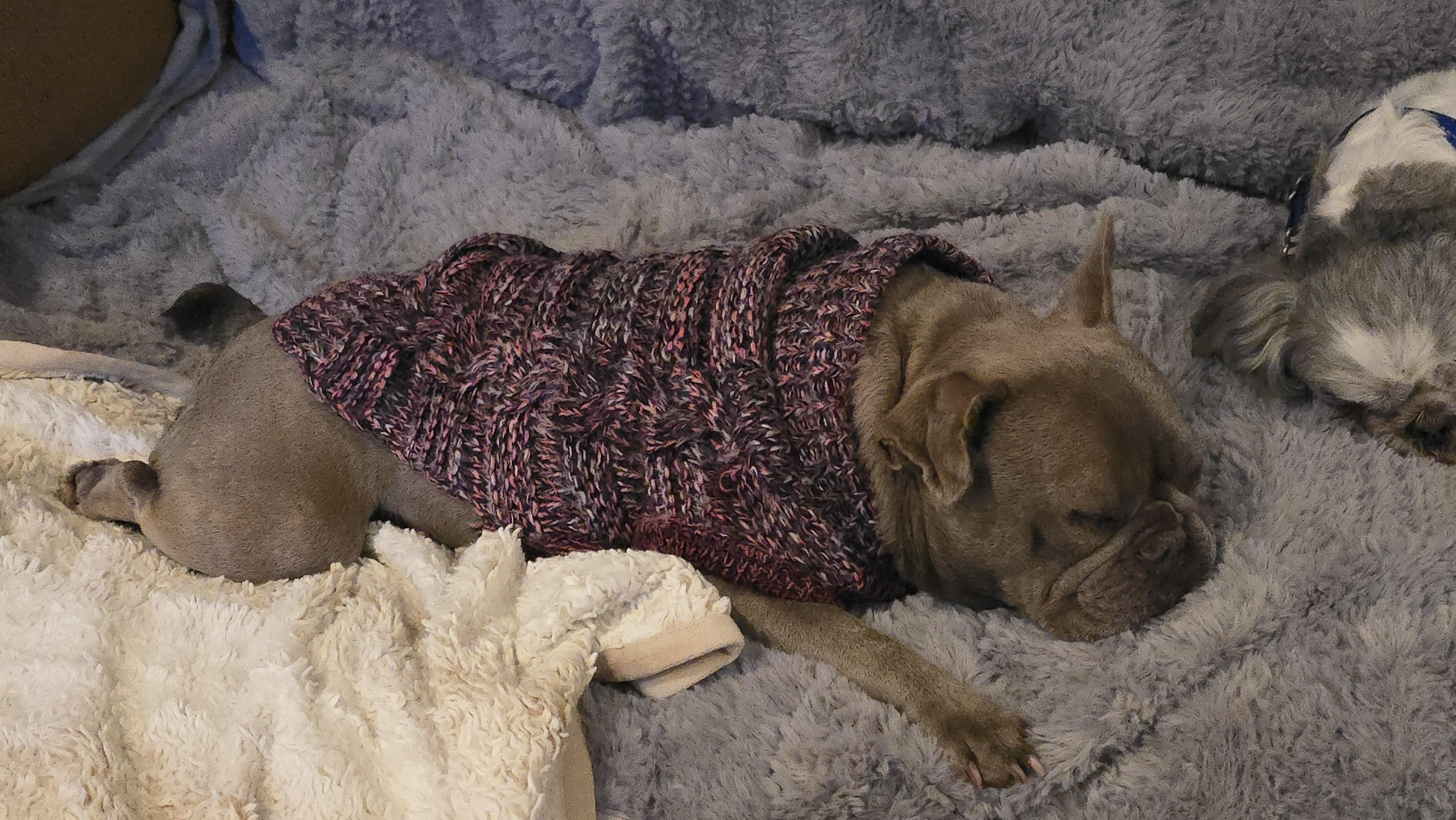 Enlarge Dory, a Adoptable French Bulldog in San Pedro, CA image 5/5