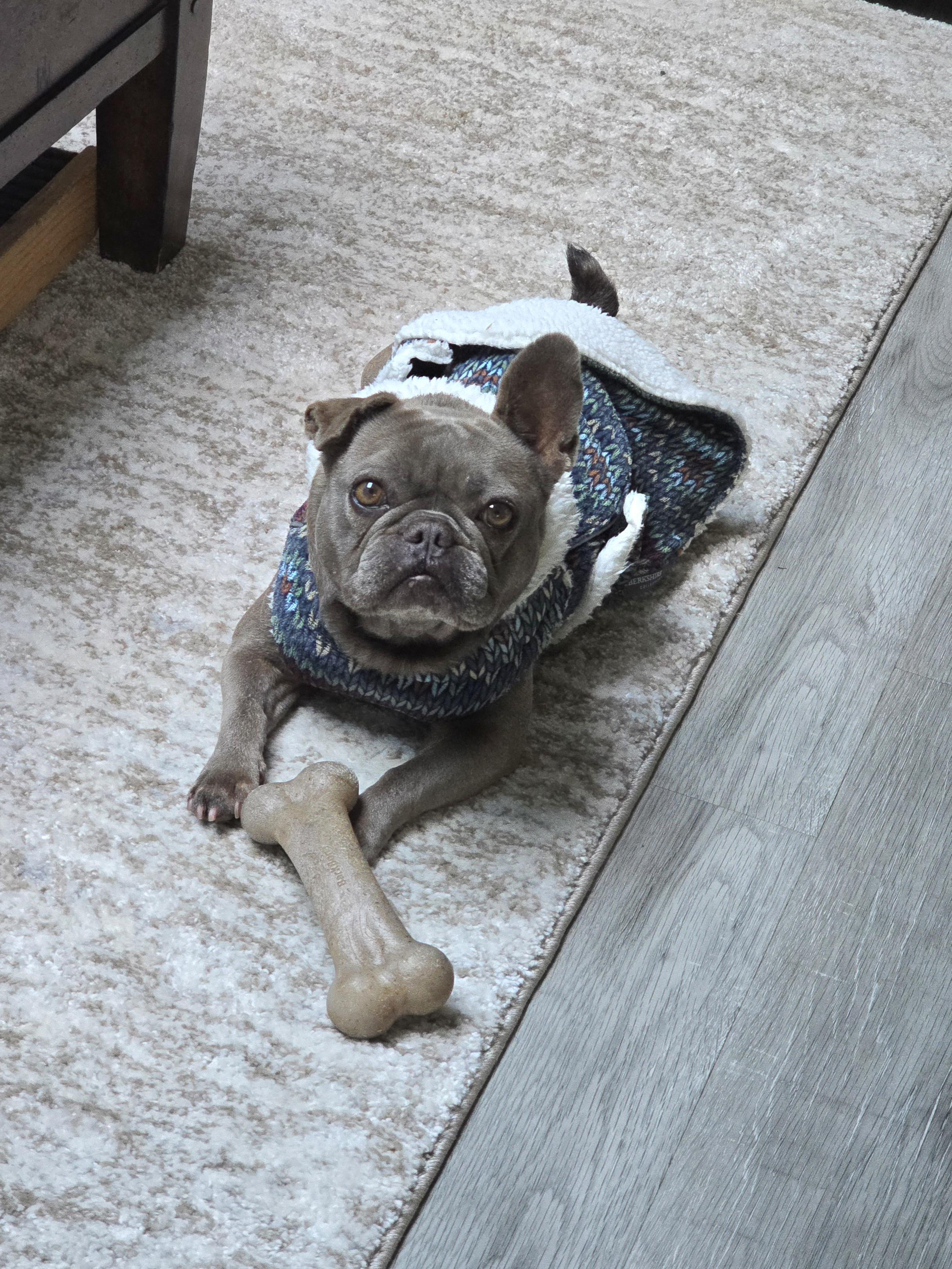 Enlarge Dory, a Adoptable French Bulldog in San Pedro, CA image 1/5